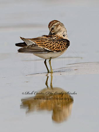 Calidris minutilla  LEAST SANDPIPER 1305437z