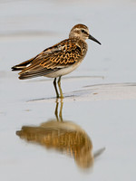 Calidris minutilla  LEAST SANDPIPER 1305435z