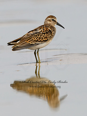 Calidris minutilla  LEAST SANDPIPER 1305435z