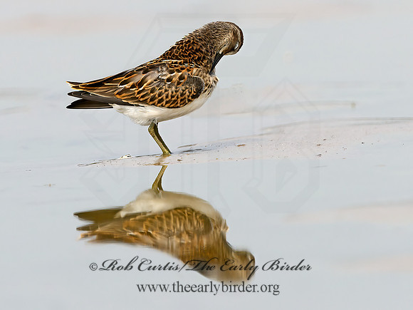 Calidris minutilla  LEAST SANDPIPER 1305440z