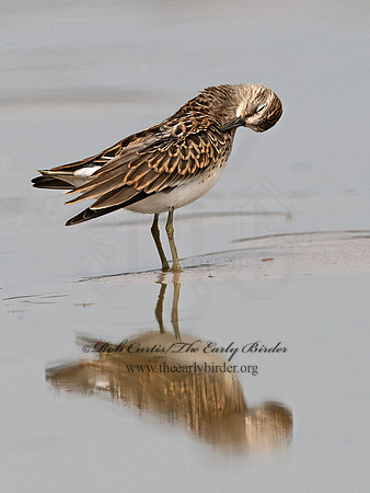 Calidris minutilla  LEAST SANDPIPER 1305434z