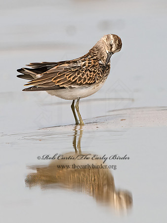 Calidris minutilla  LEAST SANDPIPER 1305432z