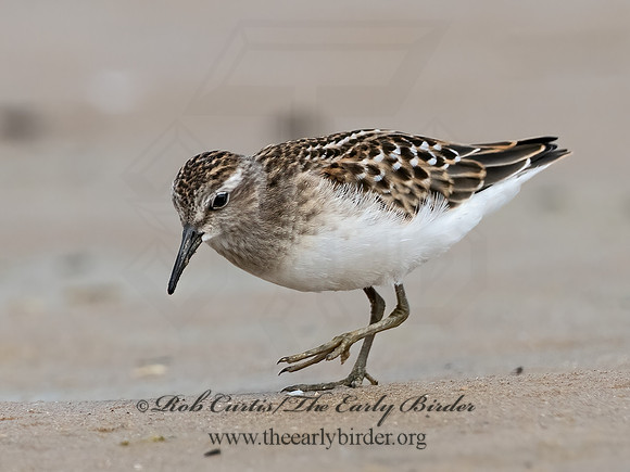 Calidris minutilla  LEAST SANDPIPER 1305419z