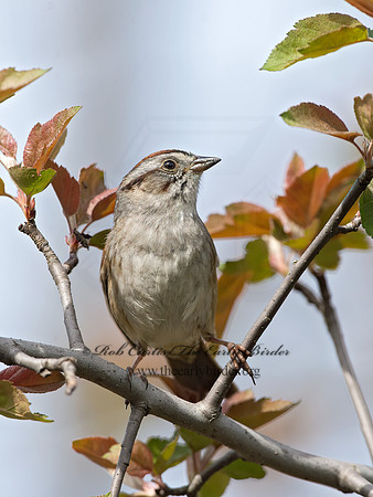 Melospiza georgiana  SWAMP SPARROW 9043010z