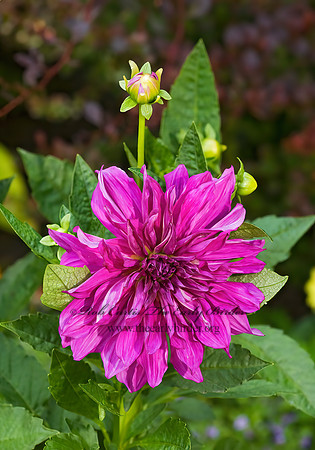 Dahlia  DAHLIA 8015592z