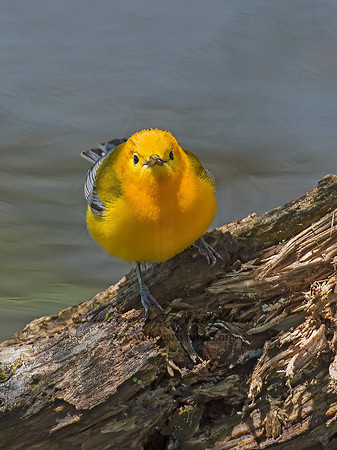Protonotaria citrea  PROTHONOTARY WARBLER 9011182z