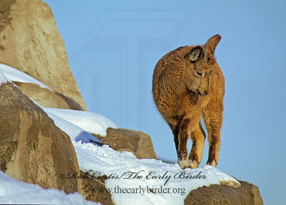 Capra ibex sibirica  SIBERIAN IBEX 100308z