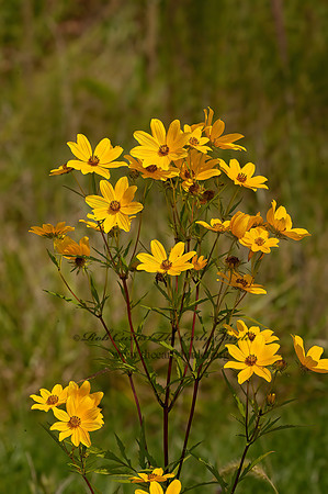 Bidens coronata  CROWNED BEGGARS TICKS 8017925z