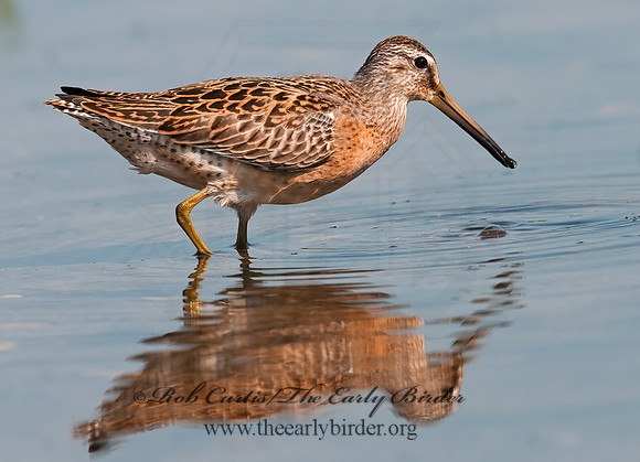 Limnodromus scolopaceus  LONG-BILLED DOWITCHER 3009724z