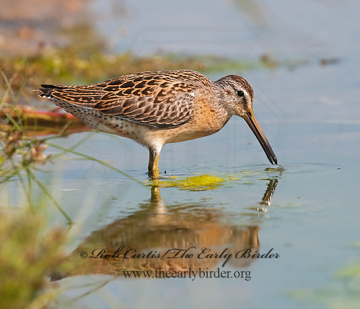 Limnodromus scolopaceus  LONG-BILLED DOWITCHER 3009721z
