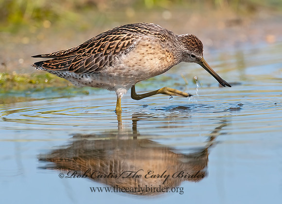 Limnodromus scolopaceus  LONG-BILLED DOWITCHER 3009710z