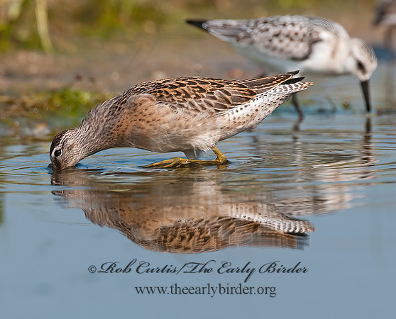 Limnodromus scolopaceus  LONG-BILLED DOWITCHER 3009705z