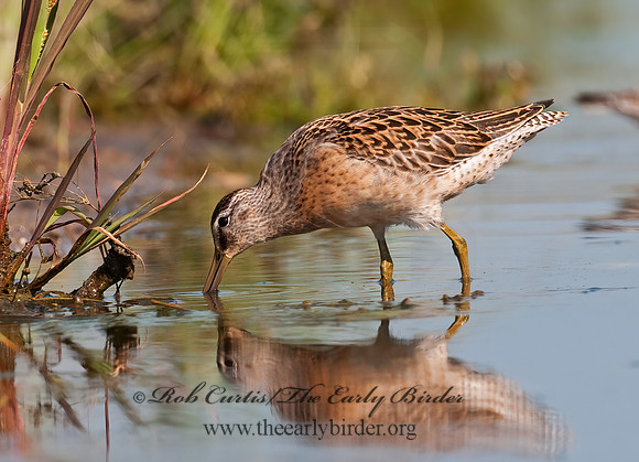 Limnodromus scolopaceus  LONG-BILLED DOWITCHER 3009700z