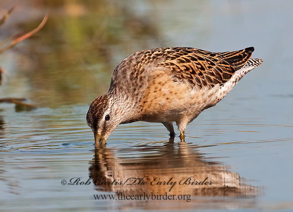 Limnodromus scolopaceus  LONG-BILLED DOWITCHER 3009696z