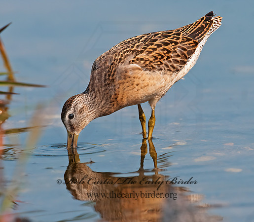 Limnodromus scolopaceus  LONG-BILLED DOWITCHER 3009690z