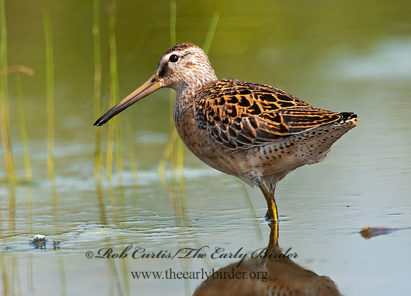 Limnodromus scolopaceus  LONG-BILLED DOWITCHER 3009737z