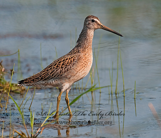 Limnodromus scolopaceus  LONG-BILLED DOWITCHER 3009682z