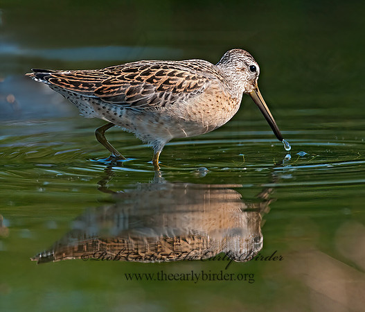 Limnodromus scolopaceus  LONG-BILLED DOWITCHER 3009675z