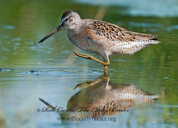Limnodromus scolopaceus  LONG-BILLED DOWITCHER 3009664z