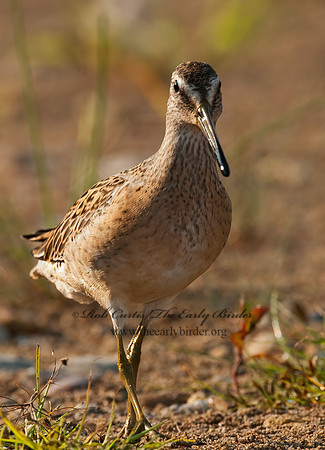Limnodromus scolopaceus  LONG-BILLED DOWITCHER 3009645z