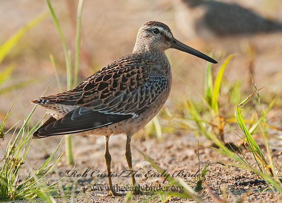 Limnodromus scolopaceus  LONG-BILLED DOWITCHER 3009641z