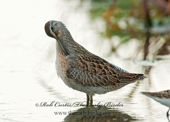 Limnodromus scolopaceus  LONG-BILLED DOWITCHER 3009636z
