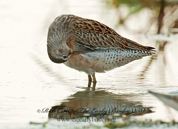 Limnodromus scolopaceus  LONG-BILLED DOWITCHER 3009635z