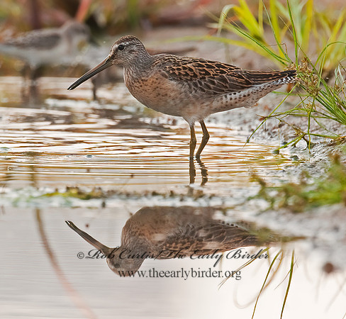 Limnodromus scolopaceus  LONG-BILLED DOWITCHER 3009628z