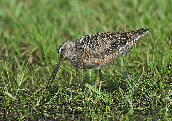 Limnodromus scolopaceus  LONG-BILLED DOWITCHER 7004050z