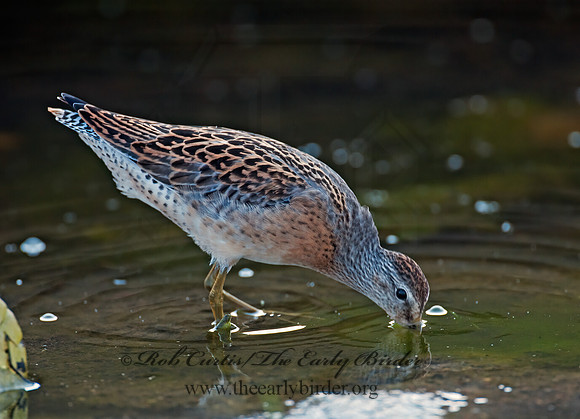 Limnodromus scolopaceus  LONG-BILLED DOWITCHER 3009623z