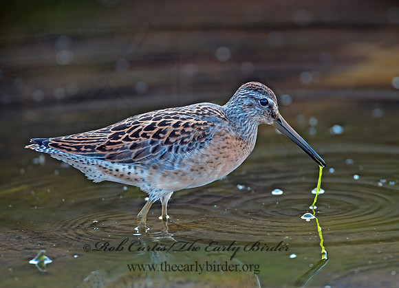Limnodromus scolopaceus  LONG-BILLED DOWITCHER 3009625z