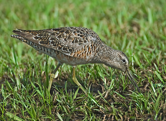 Limnodromus scolopaceus  LONG-BILLED DOWITCHER 7004054z