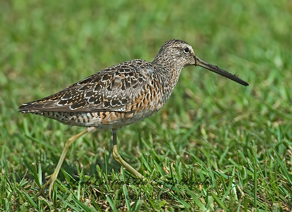 Limnodromus scolopaceus  LONG-BILLED DOWITCHER 7004055z