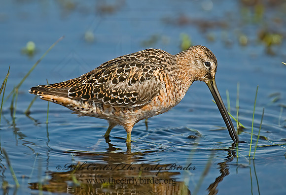 Limnodromus scolopaceus  LONG-BILLED DOWITCHER 7004058z