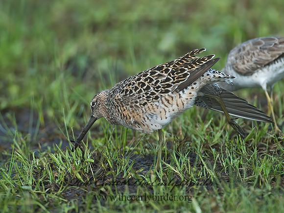 Limnodromus scolopaceus  LONG-BILLED DOWITCHER 7004067z