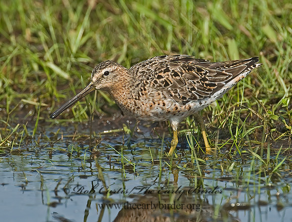 Limnodromus scolopaceus  LONG-BILLED DOWITCHER 7004060z