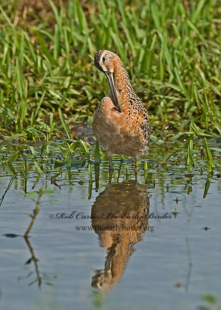 Limnodromus scolopaceus  LONG-BILLED DOWITCHER 7004166z