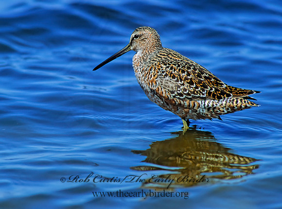 Limnodromus scolopaceus  LONG-BILLED DOWITCHER 109110z