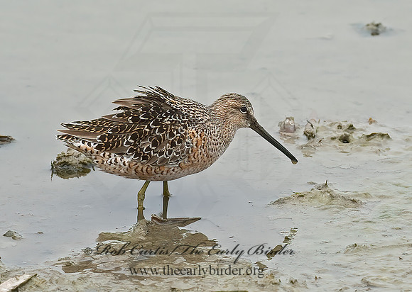 Limnodromus scolopaceus  LONG-BILLED DOWITCHER 6022974z
