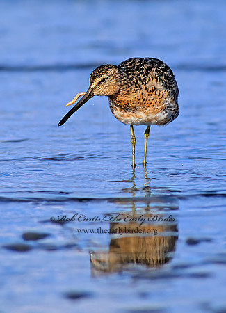 Limnodromus scolopaceus  LONG-BILLED DOWITCHER 145917z