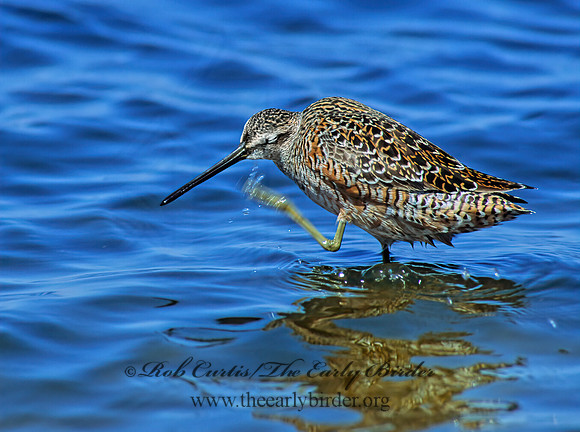 Limnodromus scolopaceus  LONG-BILLED DOWITCHER 109111z