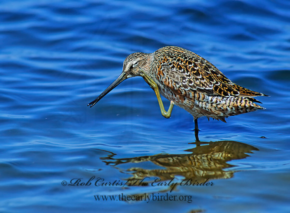 Limnodromus scolopaceus  LONG-BILLED DOWITCHER 109112z