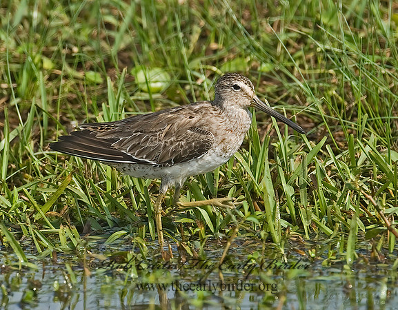 Limnodromus scolopaceus  LONG-BILLED DOWITCHER 7004175z