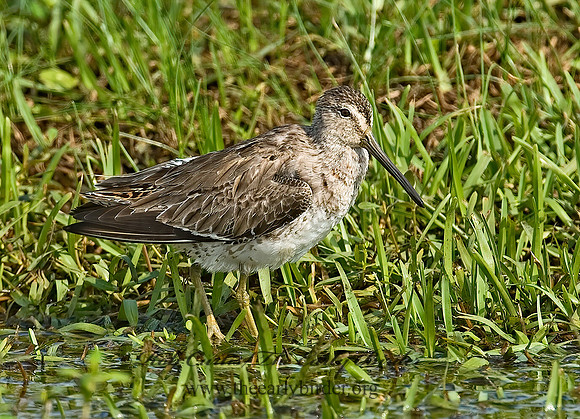 Limnodromus scolopaceus  LONG-BILLED DOWITCHER 7004177z