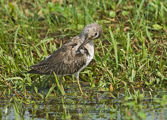 Limnodromus scolopaceus  LONG-BILLED DOWITCHER 7004176z
