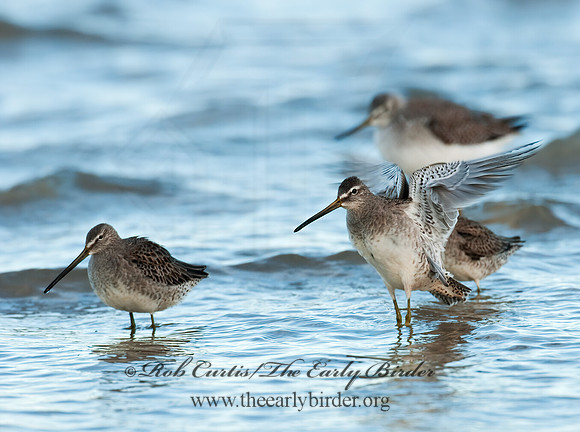 Limnodromus scolopaceus  LONG-BILLED DOWITCHER 3004731z