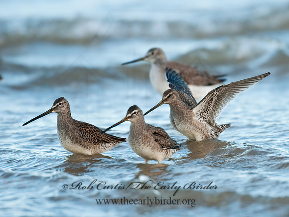 Limnodromus scolopaceus  LONG-BILLED DOWITCHER 3004730z