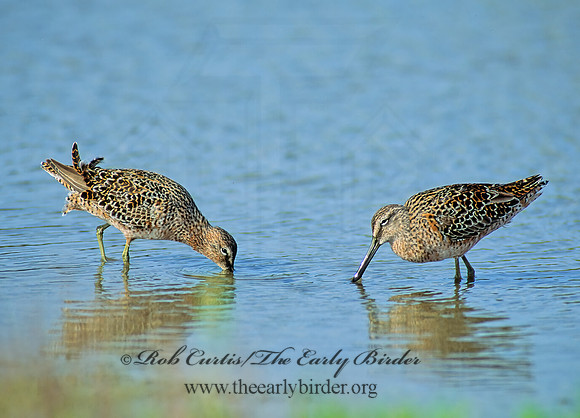 Limnodromus scolopaceus  LONG-BILLED DOWITCHER 87703z