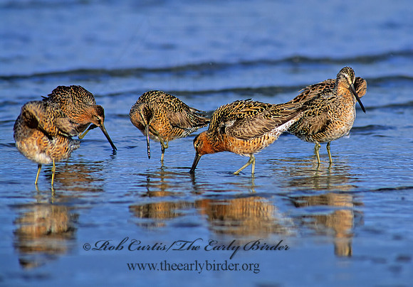 Limnodromus scolopaceus  LONG-BILLED DOWITCHER 145909z