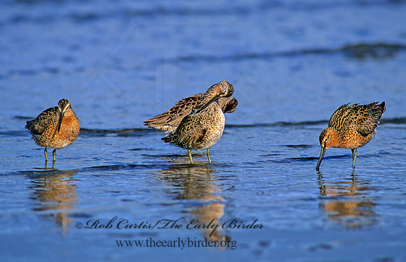 Limnodromus scolopaceus  LONG-BILLED DOWITCHER 145908z